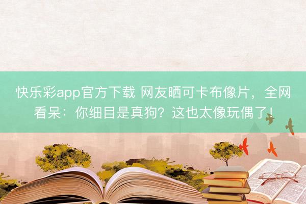 快乐彩app官方下载 网友晒可卡布像片，全网看呆：你细目是真狗？这也太像玩偶了！